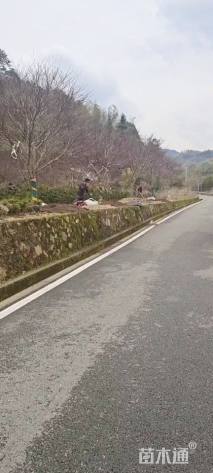 14公分红枫