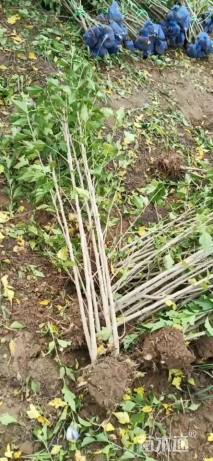 高度100厘米丛生木槿