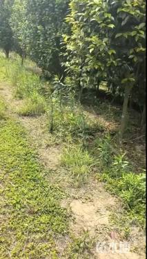 高度250厘米茶花