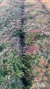 高度25厘米南天竹