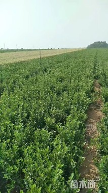 高度35厘米大叶黄杨小苗