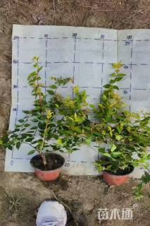 高度30厘米金叶大花六道木