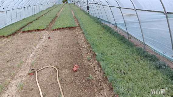 高度5厘米地被石竹