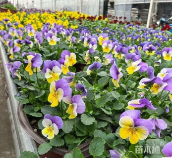 高度10厘米角堇