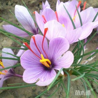 高度40厘米番红花
