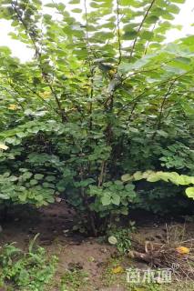 高度800厘米丛生五角枫