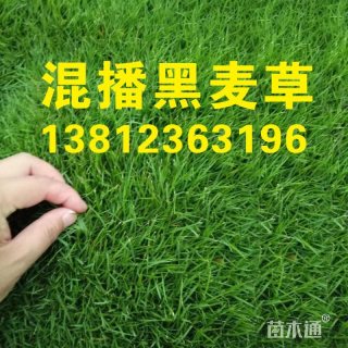 黑麦草