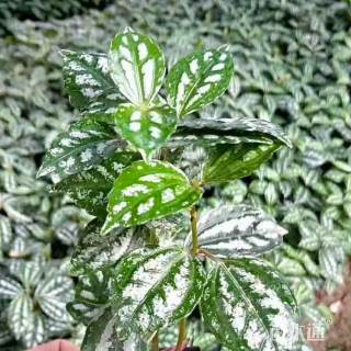 高度20厘米冷水花