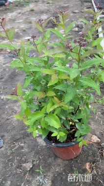 高度30厘米绣线菊