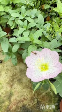 高度20厘米美丽月见草