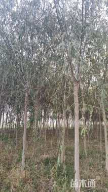 18公分金丝垂柳