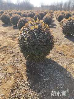 冠幅60厘米胶东卫矛球