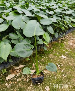 主蔓长30厘米龟背竹