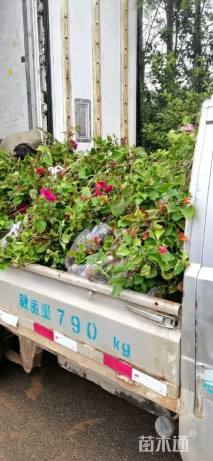 高度50厘米三角梅