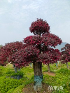 造型红花继木桩