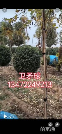 冠幅120厘米卫矛球