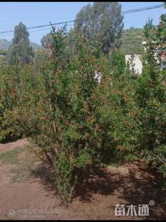 高度300厘米石榴