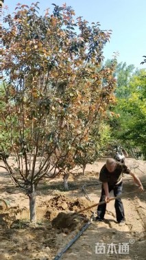 12公分红宝石海棠