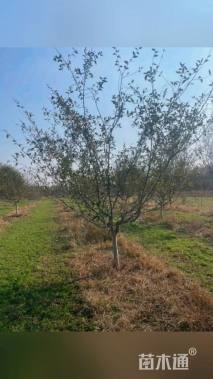 10公分垂丝海棠