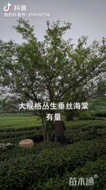 40公分垂丝海棠