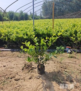 高度40厘米金森女贞小苗