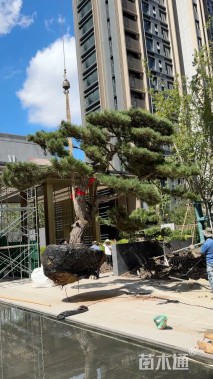 20公分造型油松