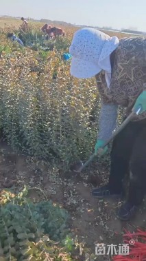 高度60厘米胶东卫矛