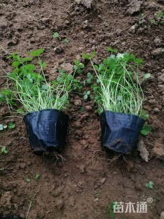 高度8厘米白三叶