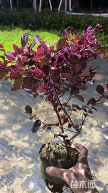 高度30厘米红花继木小苗