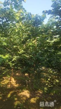 高度400厘米(5杆)丛生巨紫荆