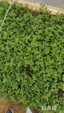 高度20厘米薄荷