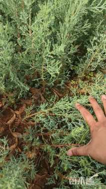 高度20厘米圆柏