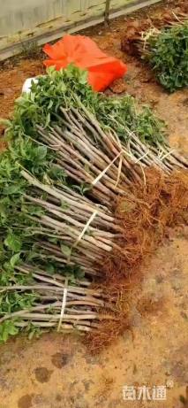 高度40厘米三角梅