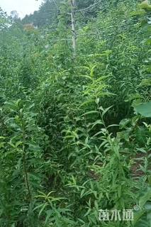 高度50厘米青脆李