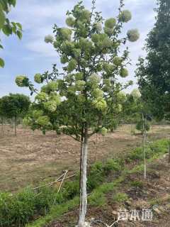 高度200厘米木绣球