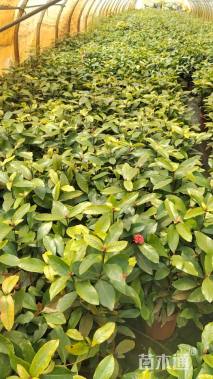 高度15厘米龙船花