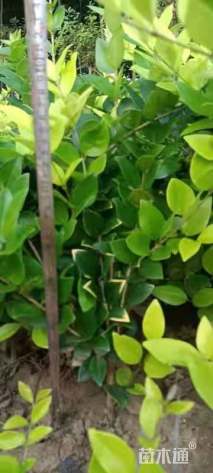 高度40厘米金森女贞