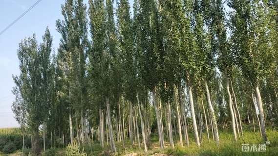 8公分新疆杨