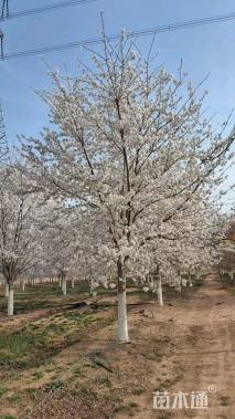 27公分染井吉野樱