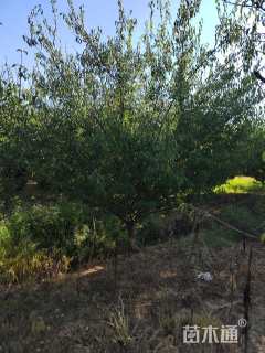 18公分骨里红梅