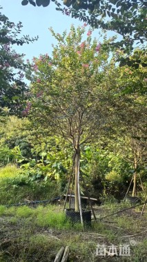 10公分小叶紫薇