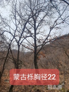 15公分蒙古栎