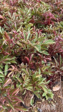 高度40厘米芍药