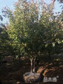 12公分北美海棠