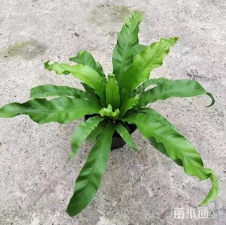 高度30厘米鸟巢蕨