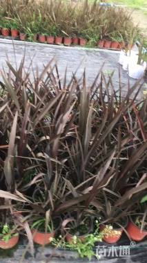 高度60厘米新西兰亚麻