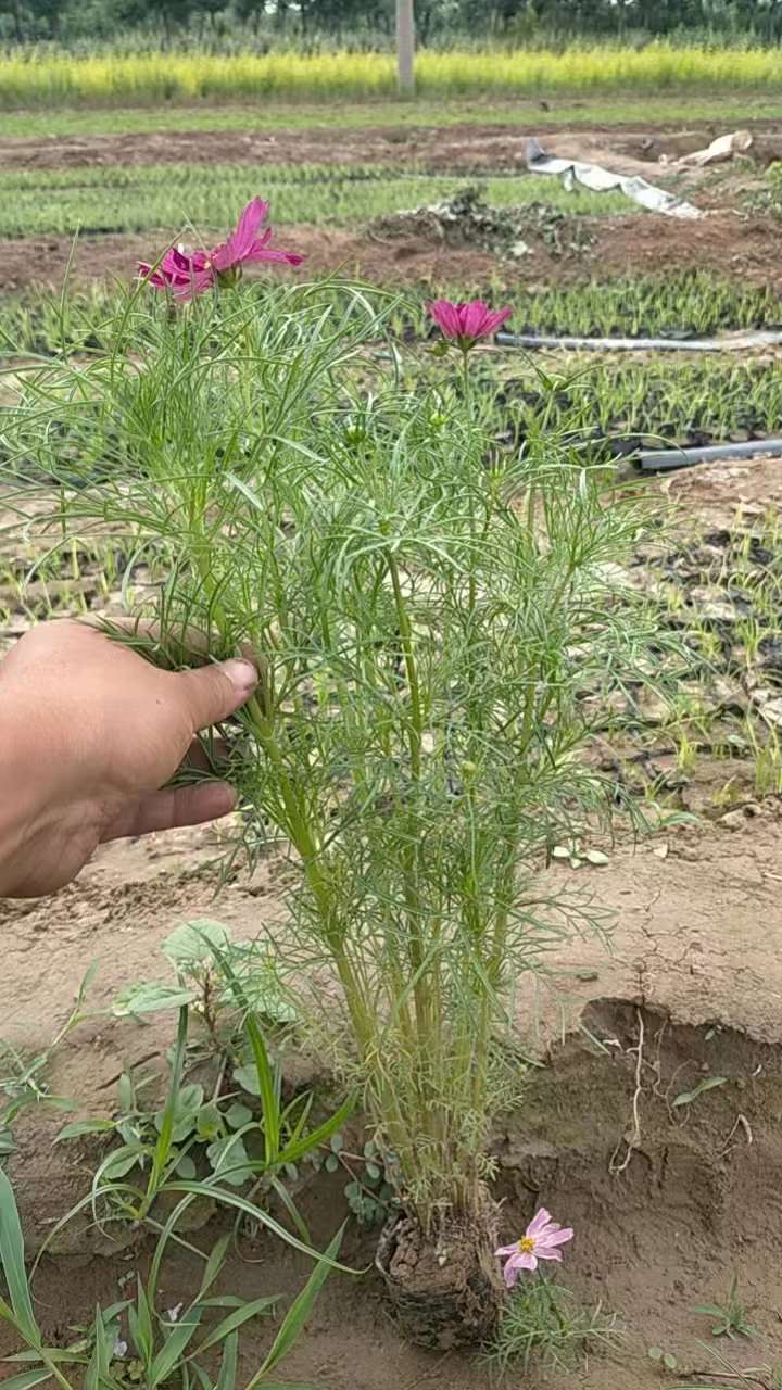 高度20厘米波斯菊