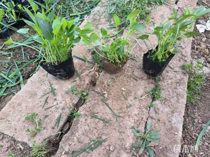 高度10厘米紫花地丁