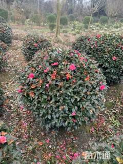 冠幅150厘米茶梅球