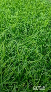 高度30厘米细叶苔草